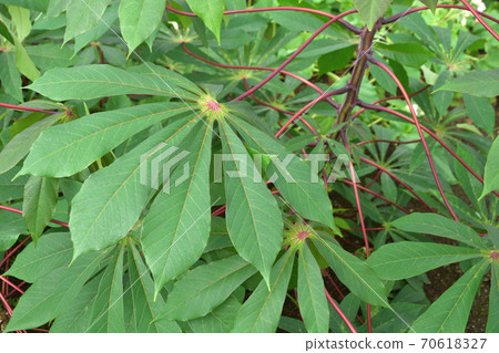 Plant: Cassava Euphorbiaceae 70618327