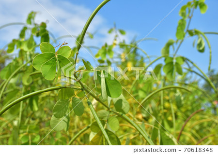 Plant: Sicklepod, Leguminosae Plant: Sicklepod, Leguminosae 70618348