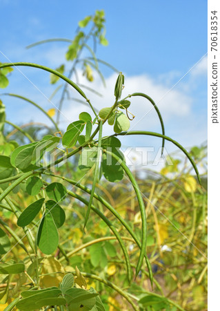 植物:鐮刀菌屬、豆科 植物:鐮刀菌屬、豆科 70618354