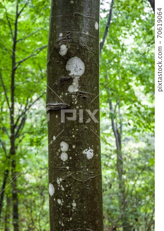 Beech bark with a pattern emerged from the rain 70619064