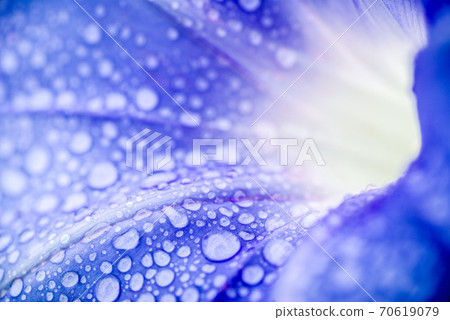 雨淋的牽牛花花的特寫 雨淋的牽牛花花的特寫 70619079