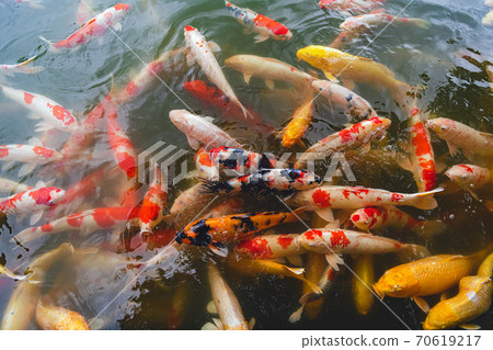 Nishikigoi在花園裡 70619217