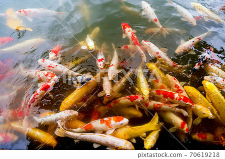 Nishikigoi在花園裡 70619218