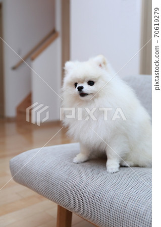 Male Pomeranian sitting on the couch and relaxing Male Pomeranian sitting on the couch and relaxing 70619279