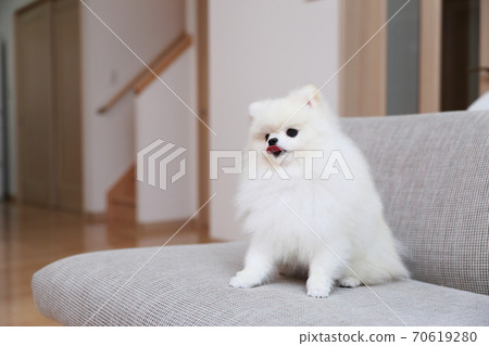 Male Pomeranian sitting on the couch and relaxing 70619280