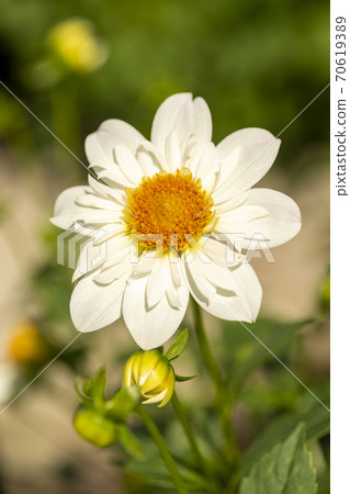 Dahlia in full bloom in Japan 70619389