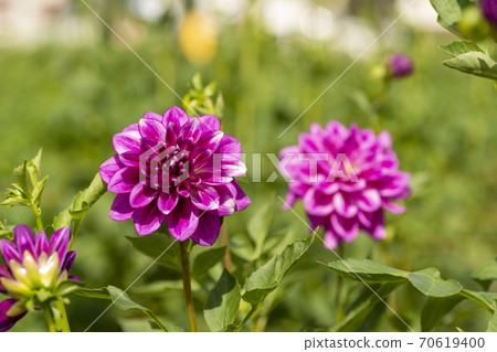 Dalia在日本盛開 Dalia在日本盛開 70619400