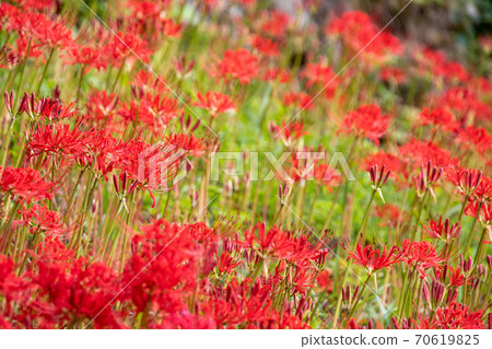 Beautifully blooming cluster amaryllis 70619825