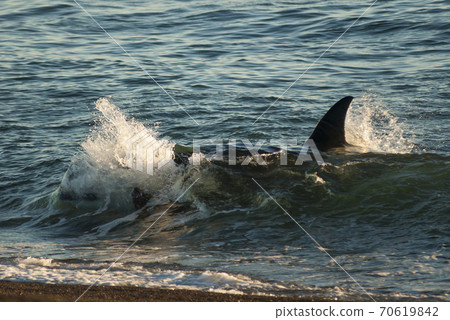 Southern right whale tail,Patagonia,Argentina Southern right whale tail,Patagonia,Argentina 70619842