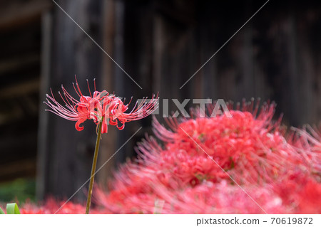 希根花的美麗盛開的風景 70619872