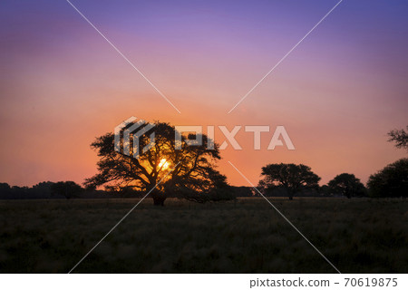Pampas sunset landscape, La Pampa, Argentina 70619875