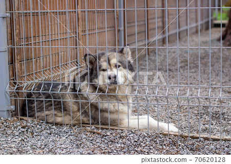A beautiful and kind Alaskan Malamute shepherd sits in an enclosure 70620128