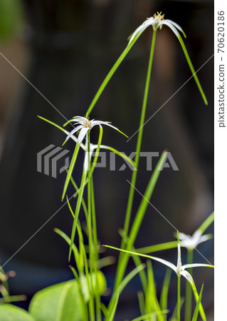 Egret blooming in a water lily pot in the garden Egret blooming in a water lily pot in the garden 70620186