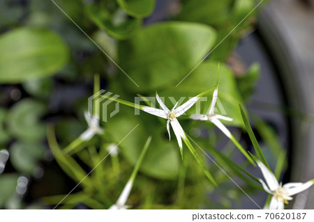 Egret blooming in a water lily pot in the garden Egret blooming in a water lily pot in the garden 70620187
