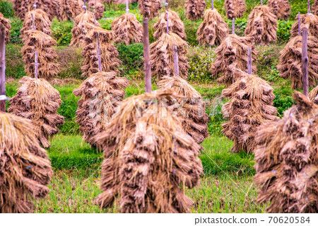 Autumn scenery Scenery of sun-drying rice in rice terraces 70620584