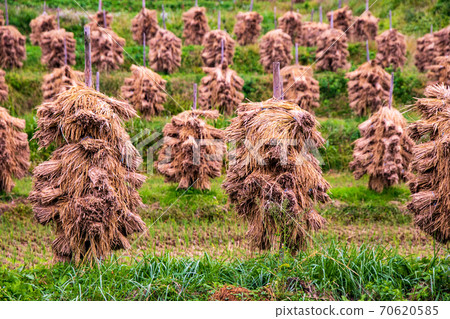 Autumn scenery Scenery of sun-drying rice in rice terraces Autumn scenery Scenery of sun-drying rice in rice terraces 70620585