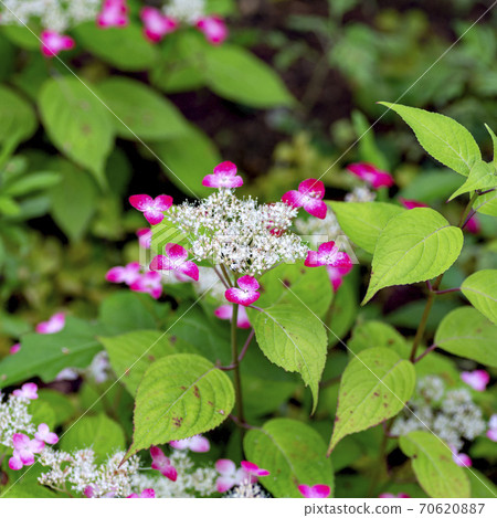 Ailanthus in full bloom 70620887