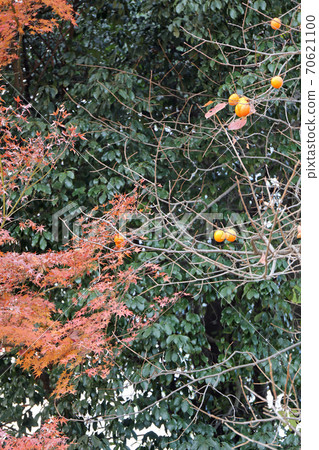 Kokoen in late autumn Kokoen in late autumn 70621100