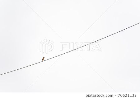 Wild birds staying on electric wires 70621132