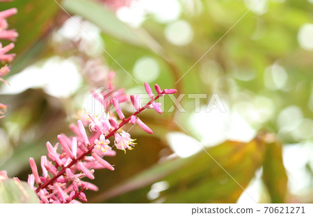 堇青花 堇青花 70621271
