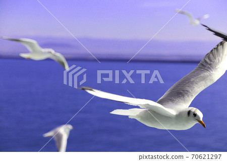 海鷗與海走 海鷗與海走 70621297