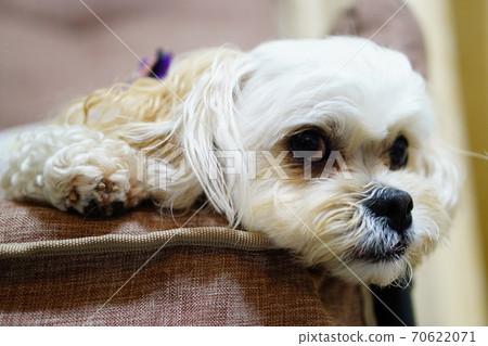 A dog looking out of his chair A dog looking out of his chair 70622071