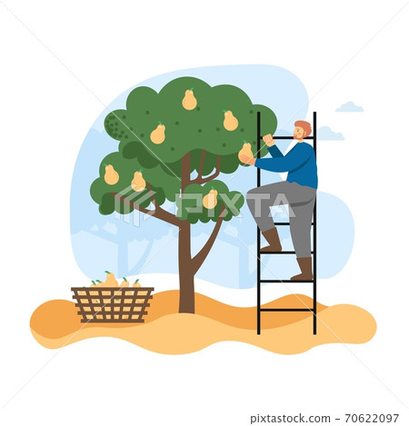 Autumn season. Man gardener, farmer picking ripe pears from tree in garden, flat vector illustration. Autumn season. Man gardener, farmer picking ripe pears from tree in garden, flat vector illustration. 70622097