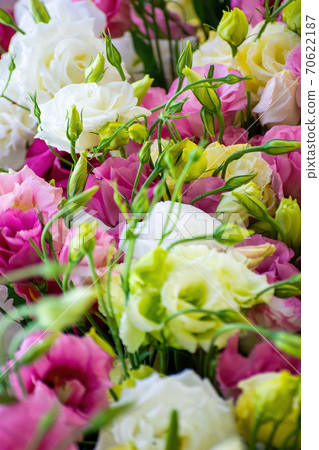 Eustoma flowers close-up blurred background Eustoma flowers close-up blurred background 70622187