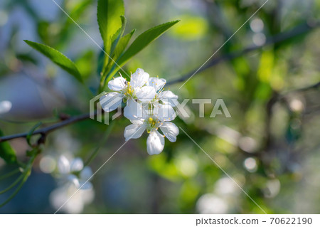 Branch of a tree with white flower 70622190