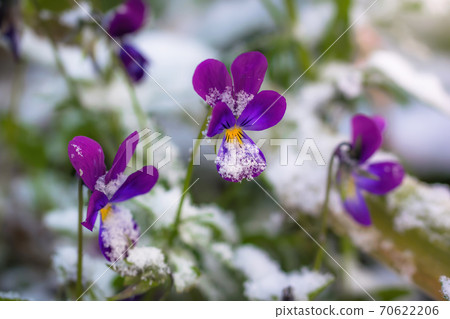 Flower of purple violet under snow Flower of purple violet under snow 70622206