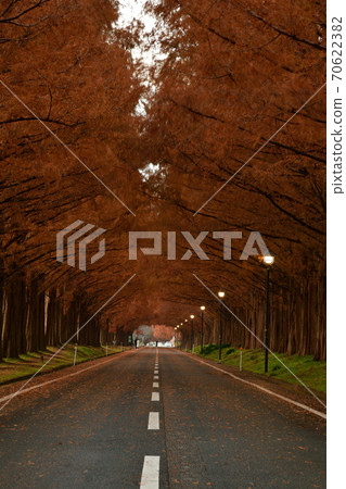 From Metasequoia Trees 70622382