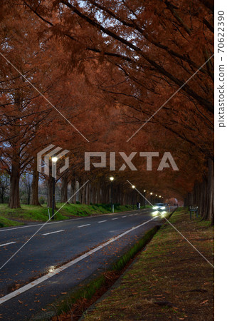 From Metasequoia Trees From Metasequoia Trees 70622390