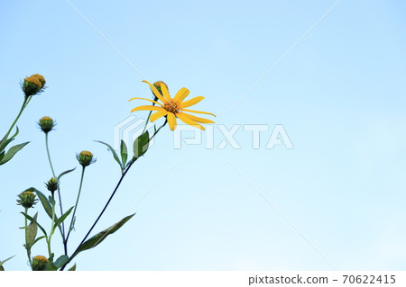 菊芋 70622415