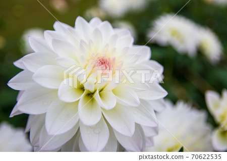Beautifully blooming dahlia flower Angel Snow Beautifully blooming dahlia flower Angel Snow 70622535