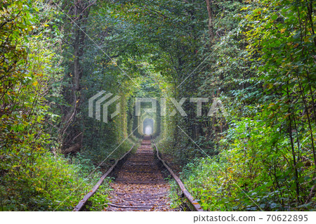 Trees tunnel 70622895