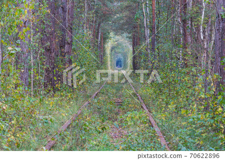Trees tunnel Trees tunnel 70622896