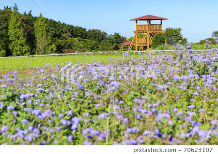 Menard Aoyama Resort Herb Garden with Autumn Flowers 70623107