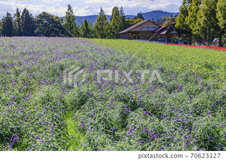梅納德青山渡假村藥草園，秋花 70623127
