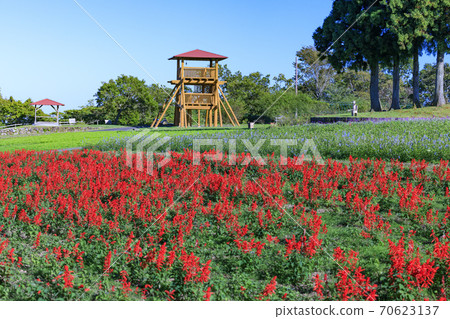 梅納德青山渡假村藥草園，秋花 70623137