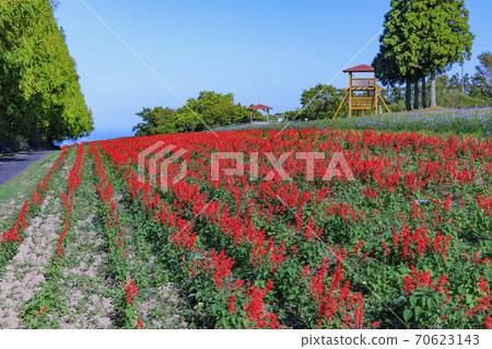 Menard Aoyama Resort Herb Garden with Autumn Flowers Menard Aoyama Resort Herb Garden with Autumn Flowers 70623143