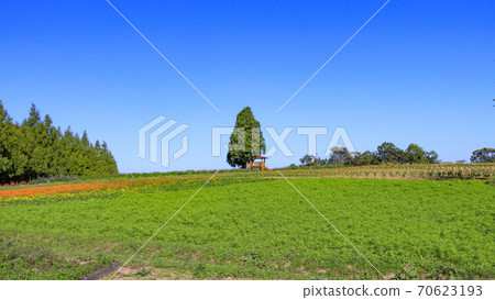 Menard Aoyama Resort Herb Garden with Autumn Flowers Menard Aoyama Resort Herb Garden with Autumn Flowers 70623193