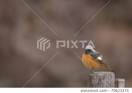 Adorable winter bird-jobitaki 70623235