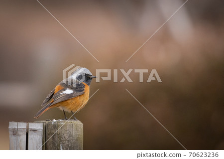 Adorable winter bird-jobitaki 70623236
