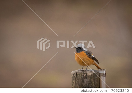 Adorable winter bird-jobitaki 70623240
