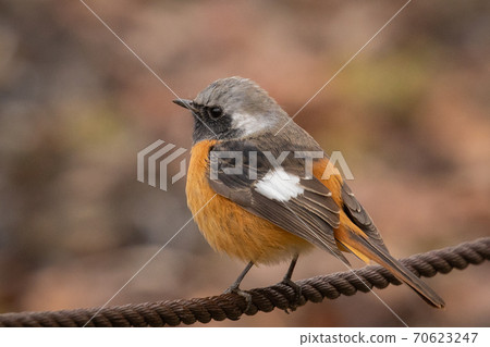Adorable winter bird-jobitaki 70623247
