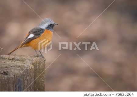 Adorable winter bird-jobitaki 70623264