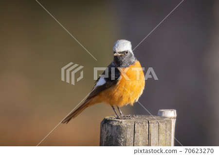 Adorable winter bird-jobitaki 70623270