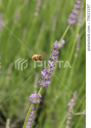 Western honey bee collecting nectar in a lavender field Western honey bee collecting nectar in a lavender field 70623297