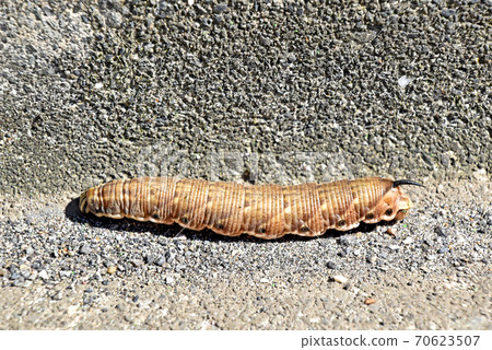 Larvae of Prawn Garlus 70623507