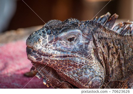 Iguana with a throat face 70623626